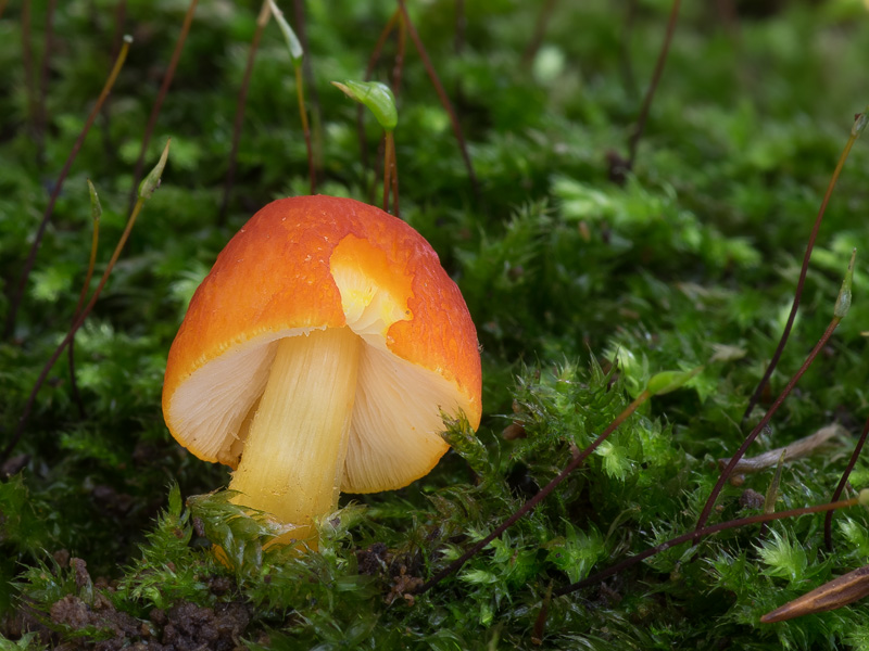 Pluteus aurantiorugosus